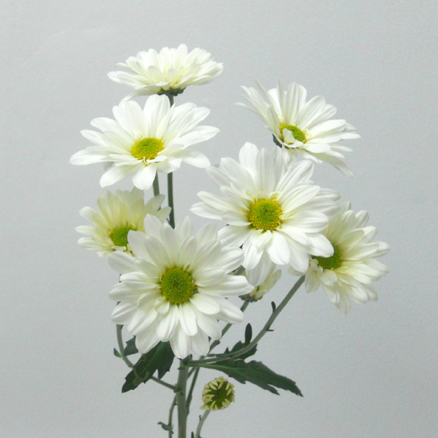 Composez votre Bouquet: Marguerite Blanche - Fleurs Rive Sud