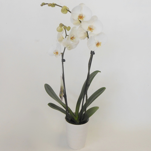 Orchidée Blanche en Pot