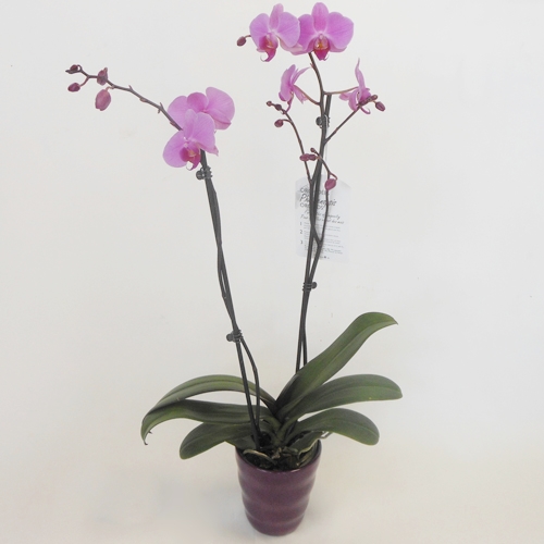 Orchidée Rose en Pot