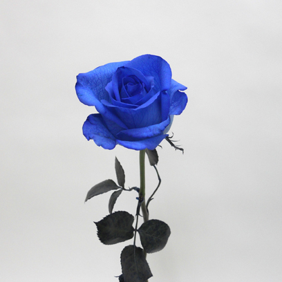 Rose Bleue