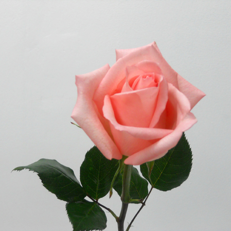 Rose Engagement