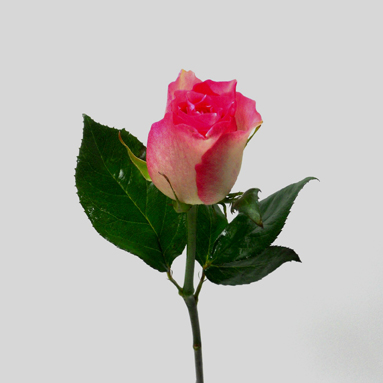 Rose Malibu